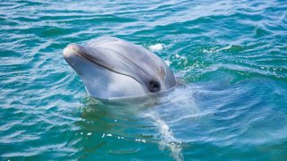イルカいるよ！ | 日間賀島｜たくみ観光ホテル たこ・ふぐ料理自慢の宿